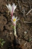 Colchicum kesselringii