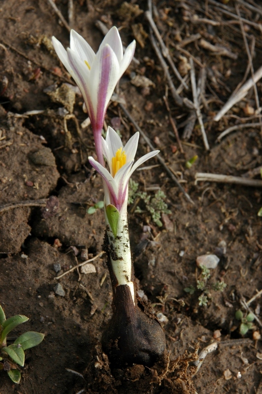 Изображение особи Colchicum kesselringii.