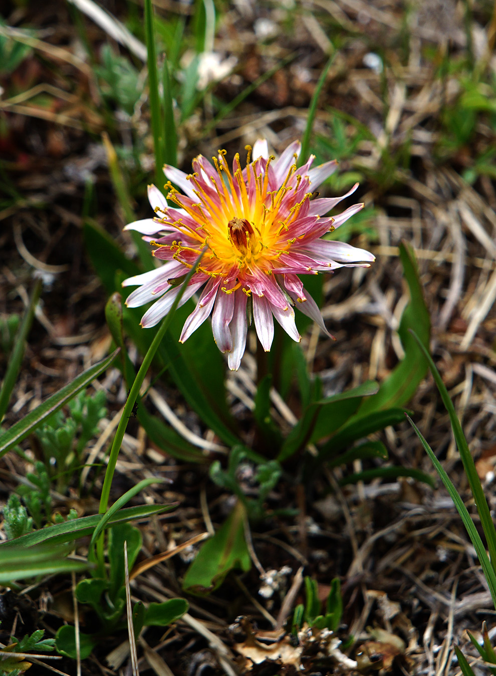 Изображение особи Taraxacum porphyranthum.