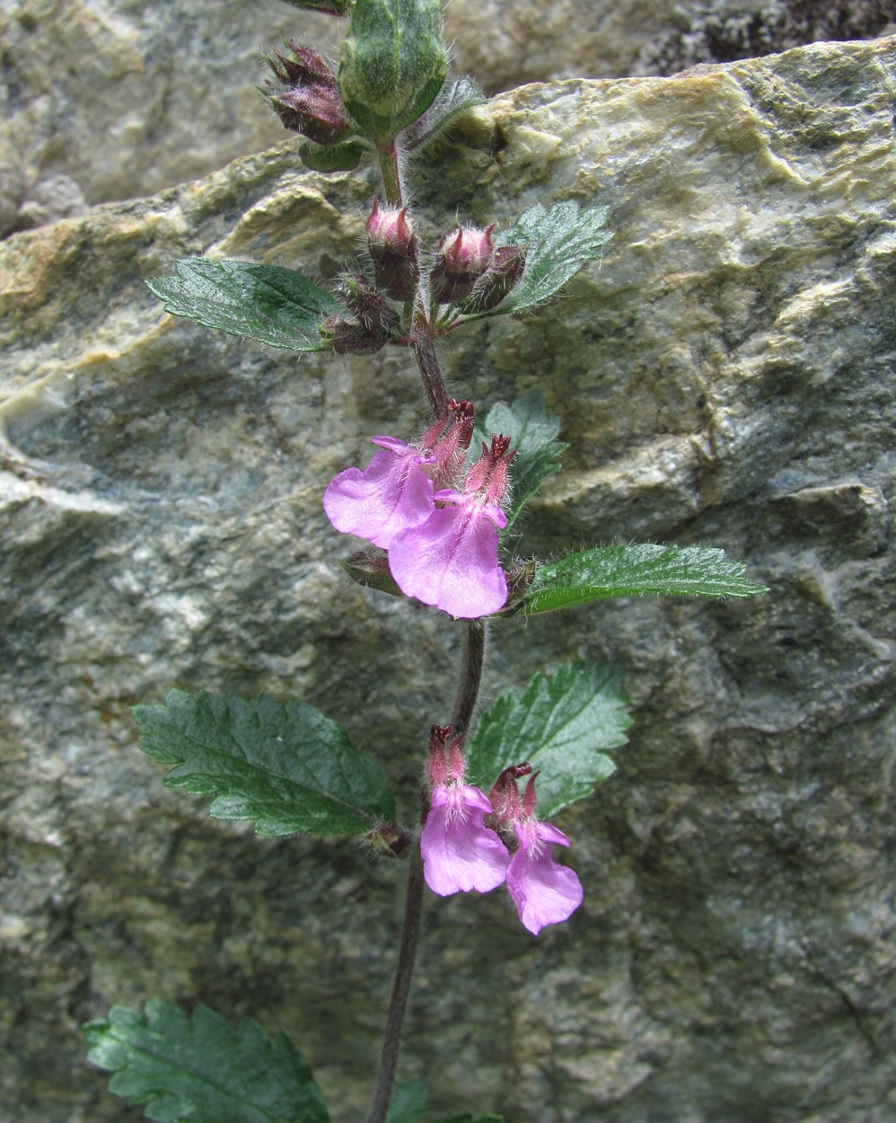 Изображение особи Teucrium chamaedrys.