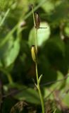 Ophrys insectifera