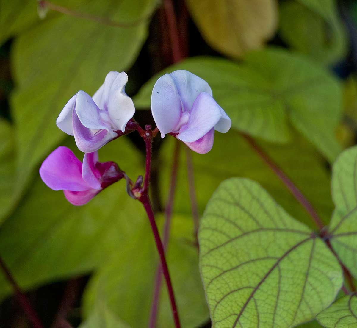 Изображение особи Dolichos purpureus.