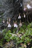 Linnaea borealis. Верхушки побегов с соцветиями. Мурманская обл., Кольский р-н, окр. пос. Лодейное, кустарничковая тундра у подножия крутого склона горы. 20.07.2017.