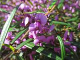 Hovea acutifolia