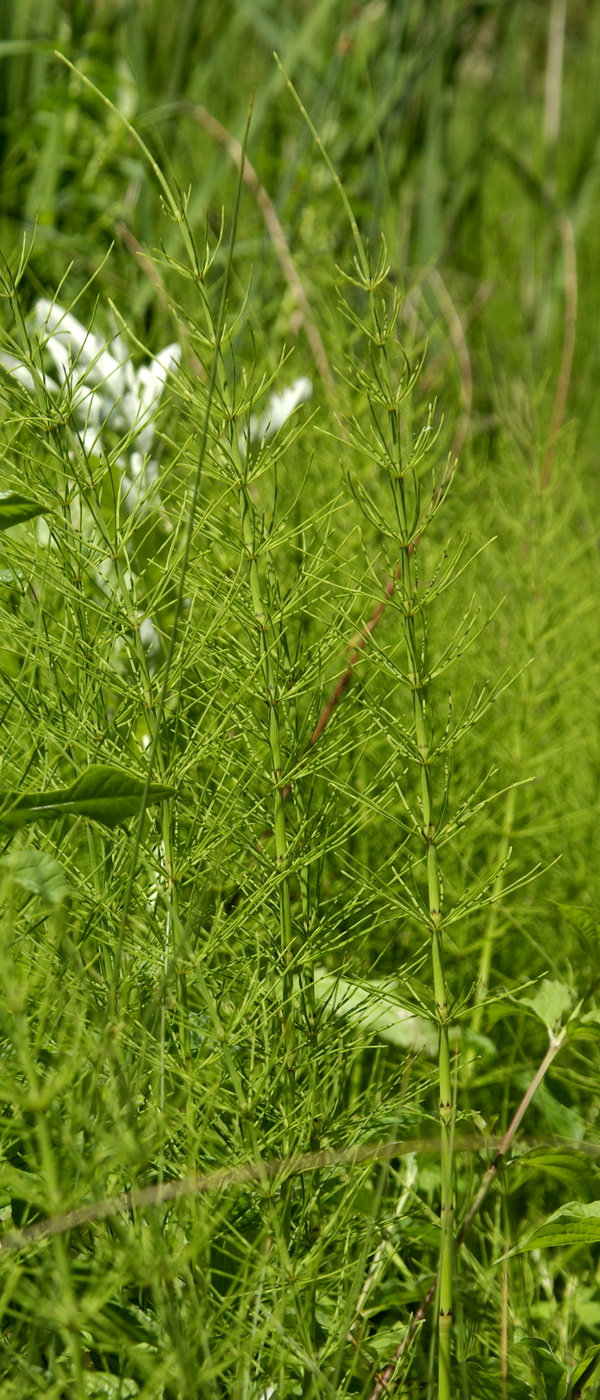 Изображение особи Equisetum &times; litorale.