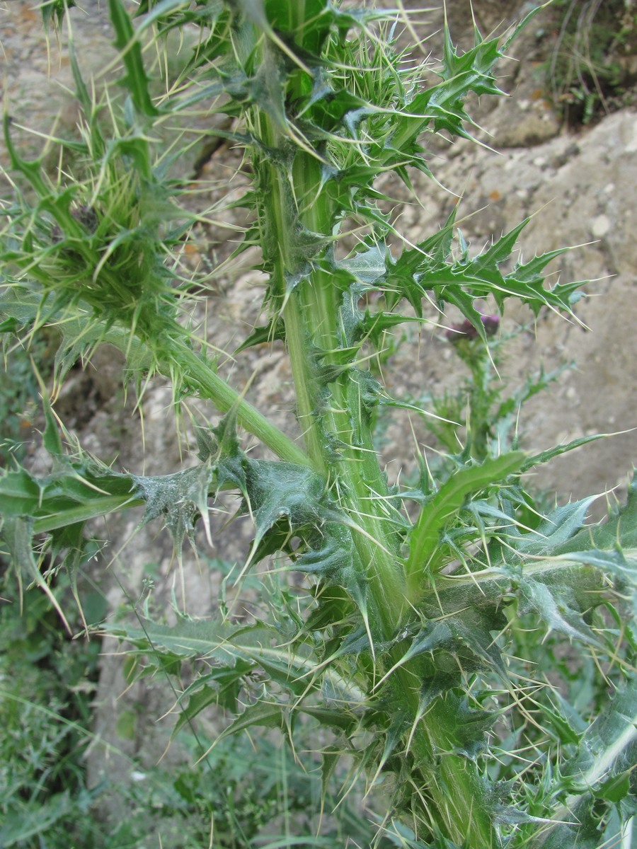 Image of Cirsium elbrusense specimen.