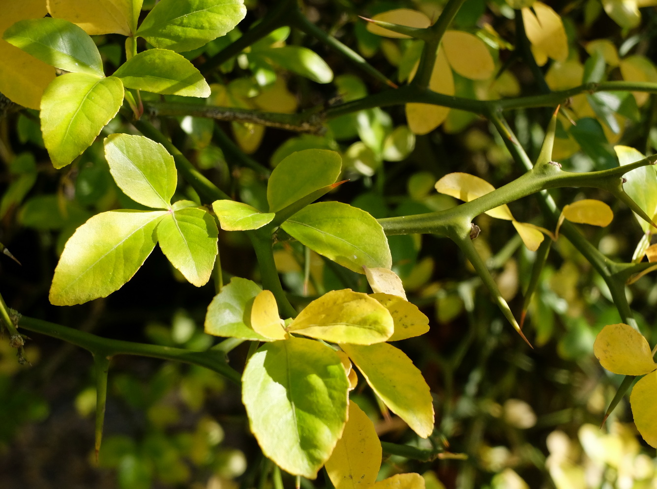 Image of Poncirus trifoliata specimen.