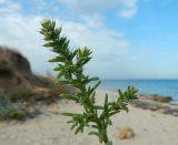 Salsola pontica