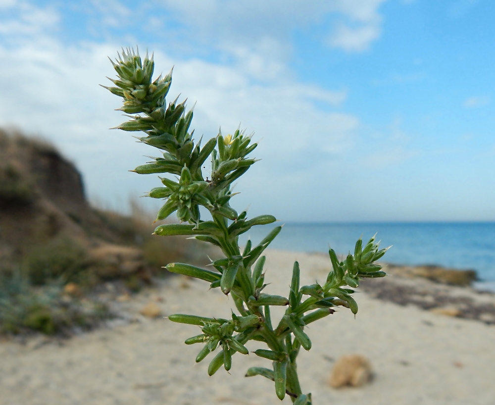 Image of Salsola pontica specimen.