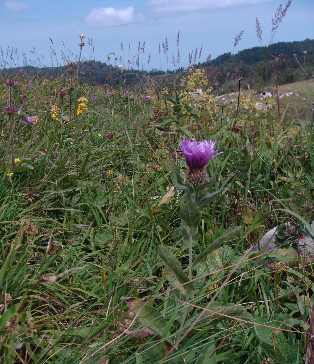 Изображение особи Centaurea abnormis.