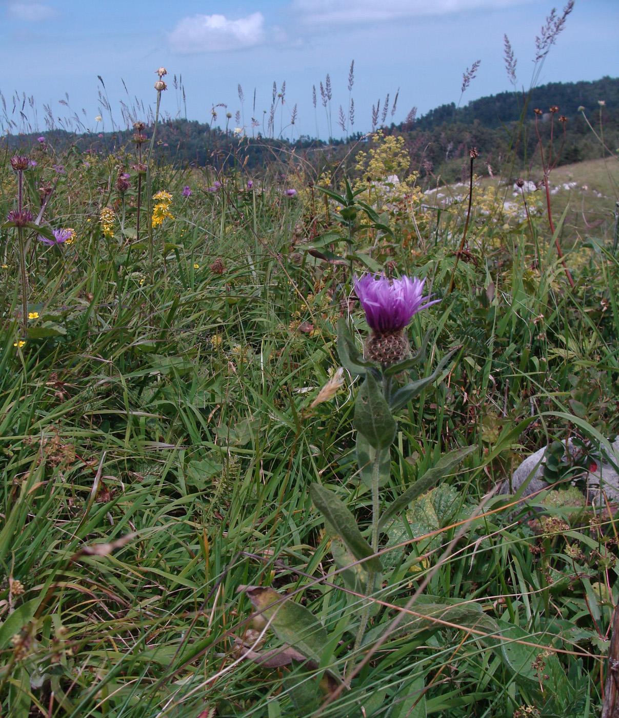 Image of Centaurea abnormis specimen.