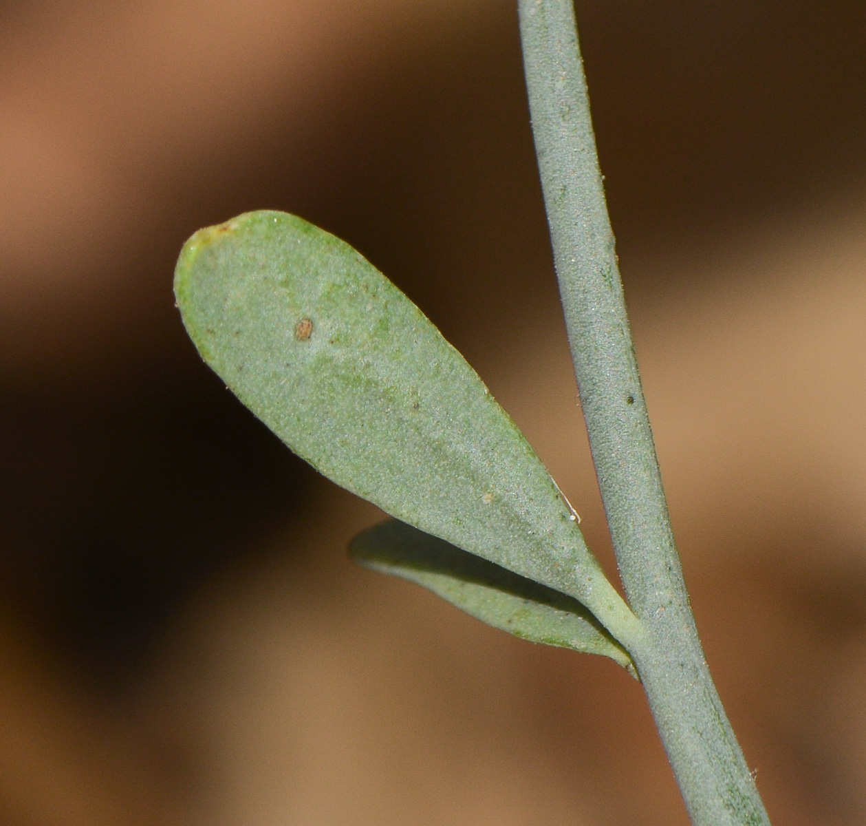 Image of Sisyndite spartea specimen.