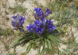 Gentiana decumbens. Цветущее растение. Монголия, аймак Баян-Улгий, сомон Цэнгэл, Монгольский Алтай, долина р. Цаган-Гол, устье ручья Налиа-Гол. 29.07.2008.
