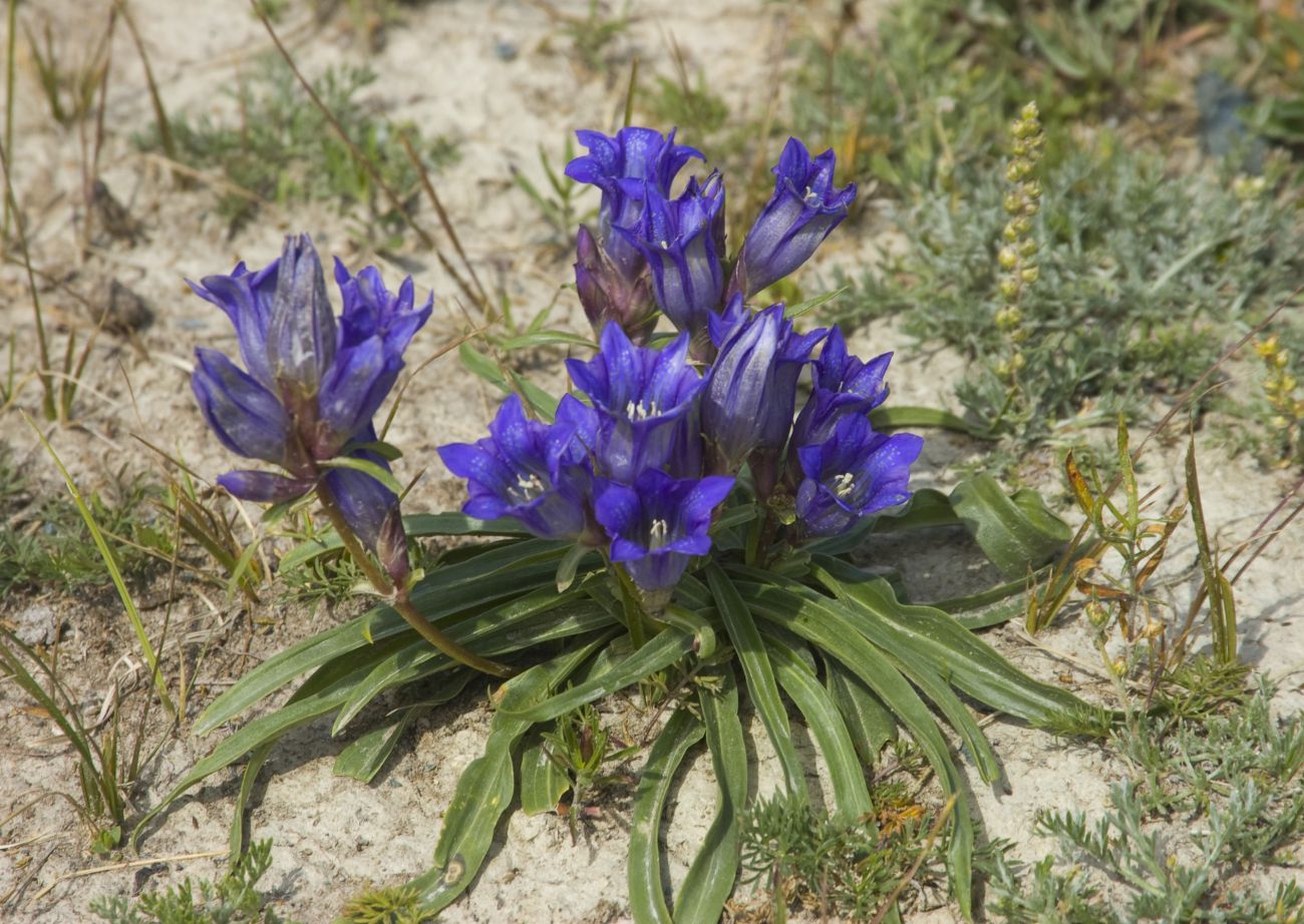 Изображение особи Gentiana decumbens.