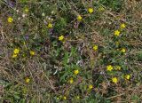 Potentilla crebridens