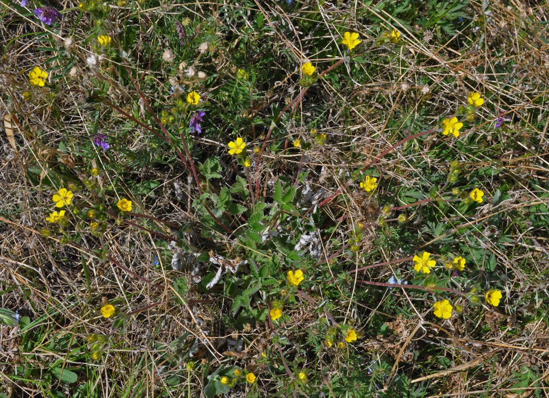 Изображение особи Potentilla crebridens.