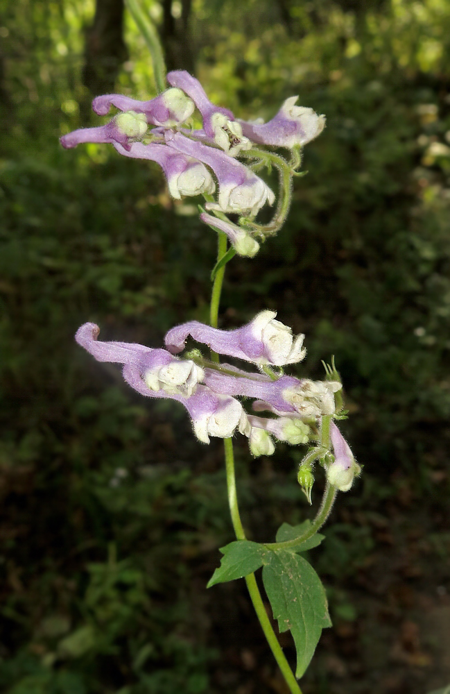 Изображение особи Aconitum alboviolaceum.