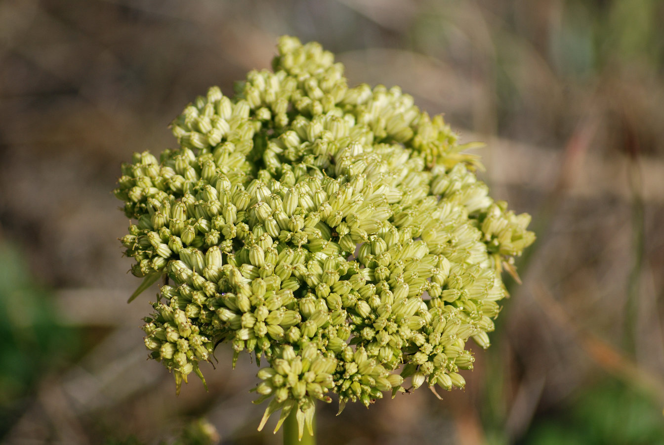 Image of Coelopleurum gmelinii specimen.