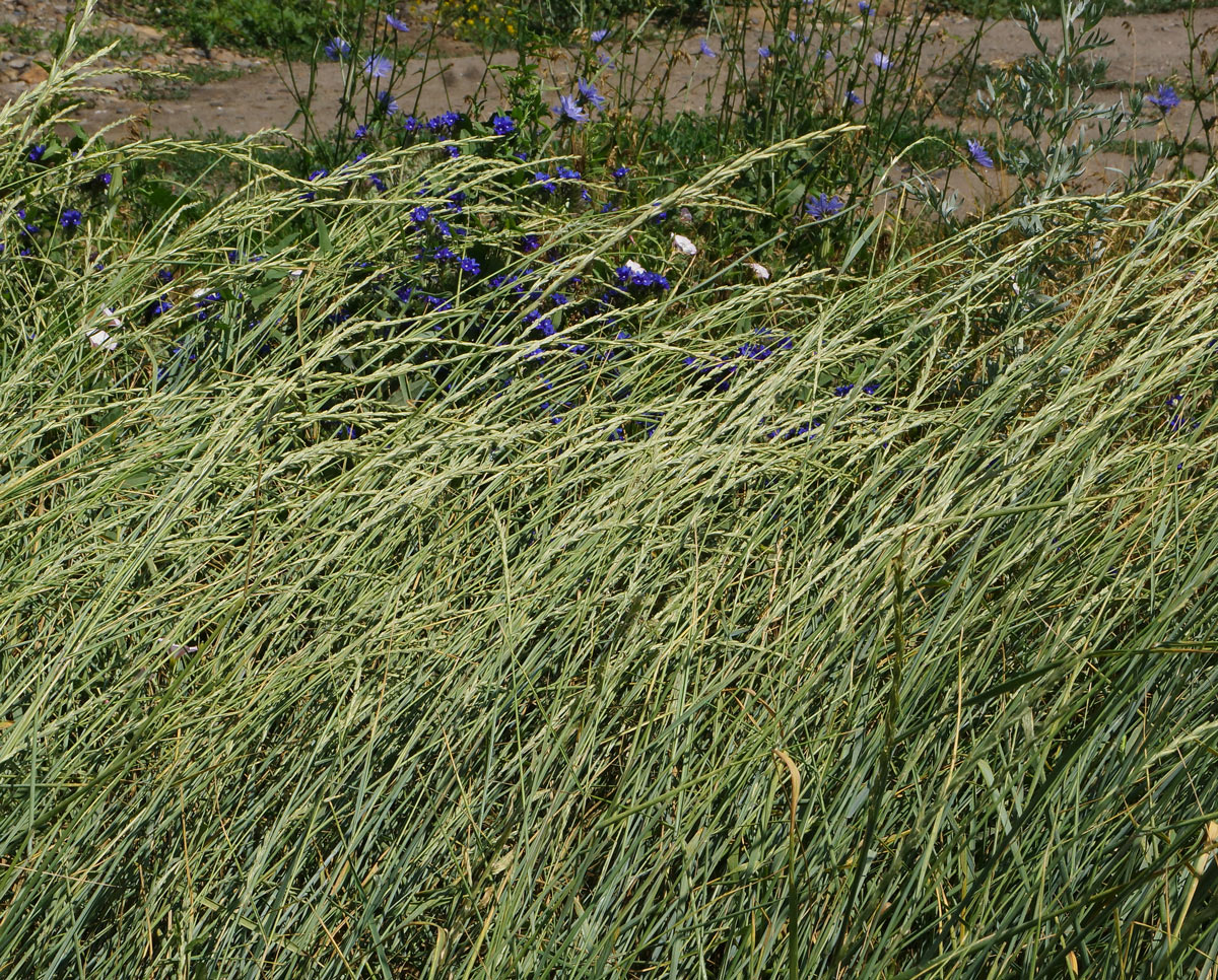 Image of Elytrigia repens specimen.