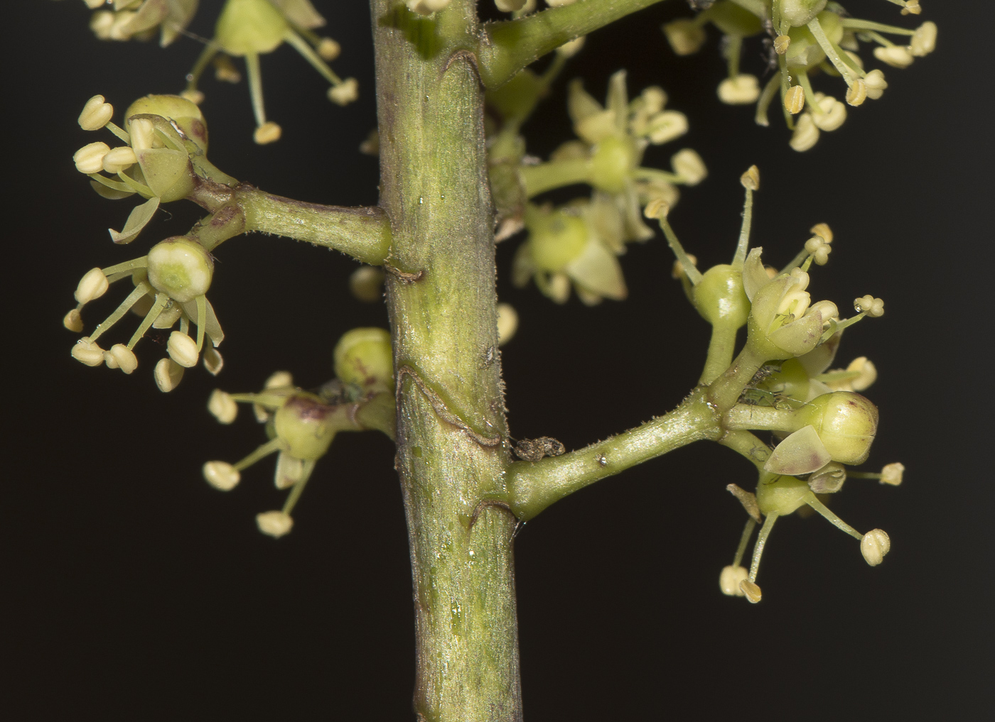 Image of Heptapleurum arboricola specimen.