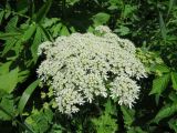 Heracleum lanatum. Соцветие. Сахалинская обл., о. Итуруп, долина р. Хвойная, высокотравье. 18.07.2016.