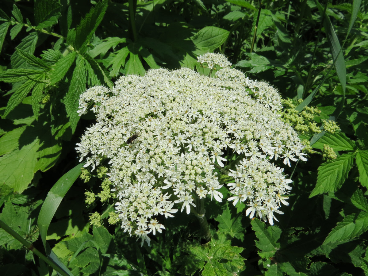 Изображение особи Heracleum lanatum.