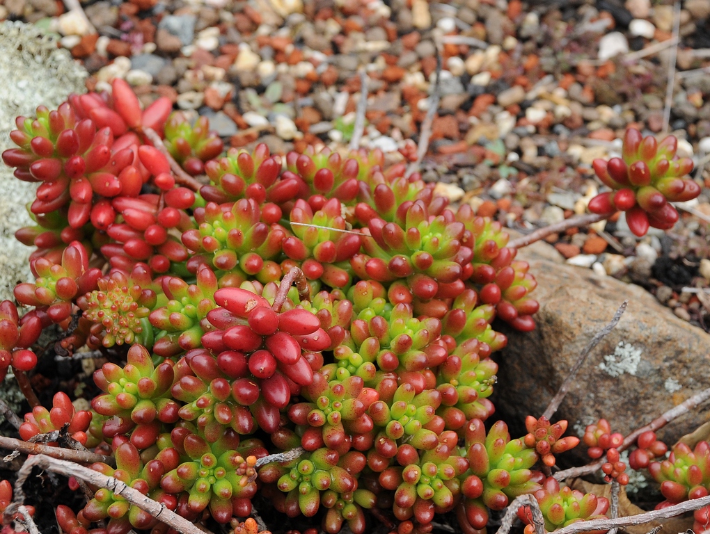 Image of Sedum rubrotinctum specimen.