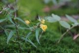 Melampyrum pratense