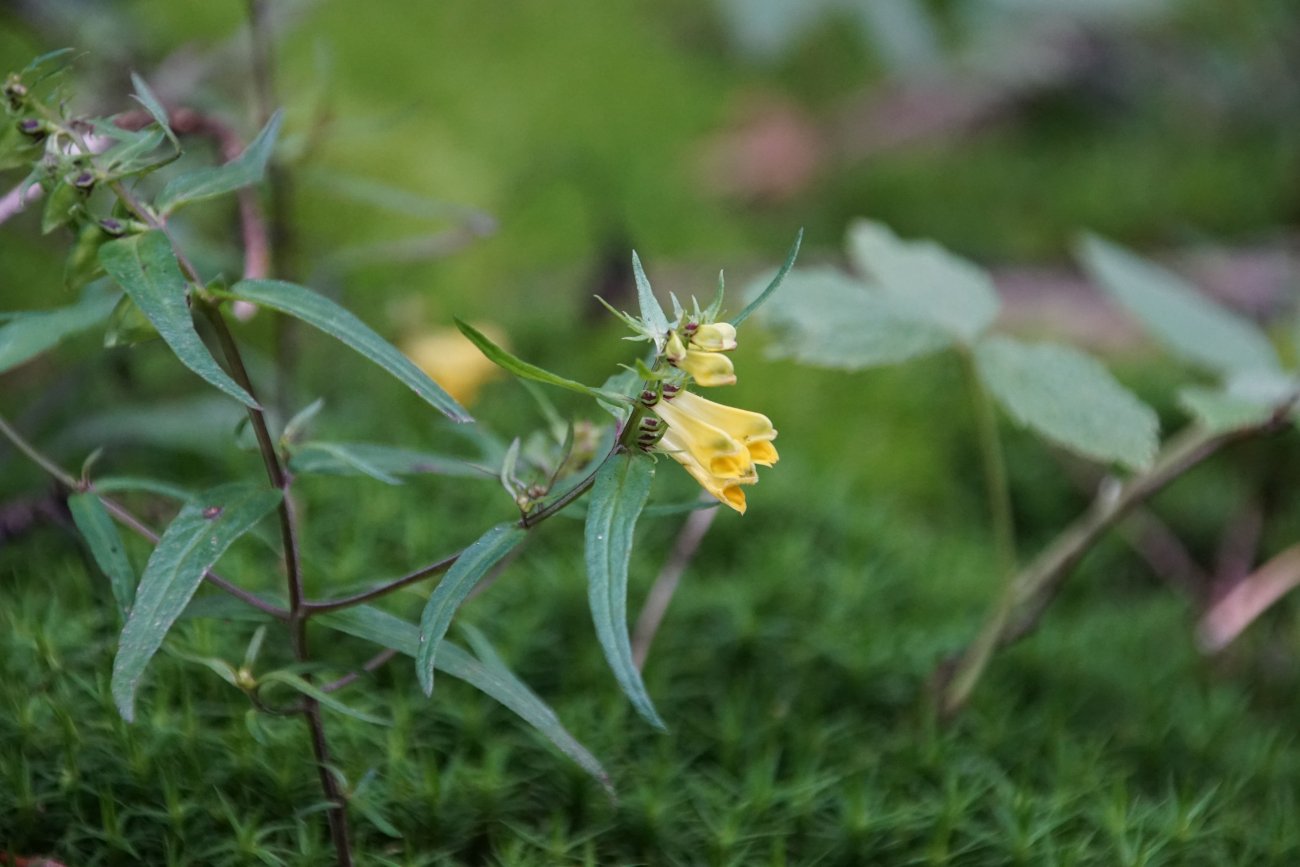 Изображение особи Melampyrum pratense.