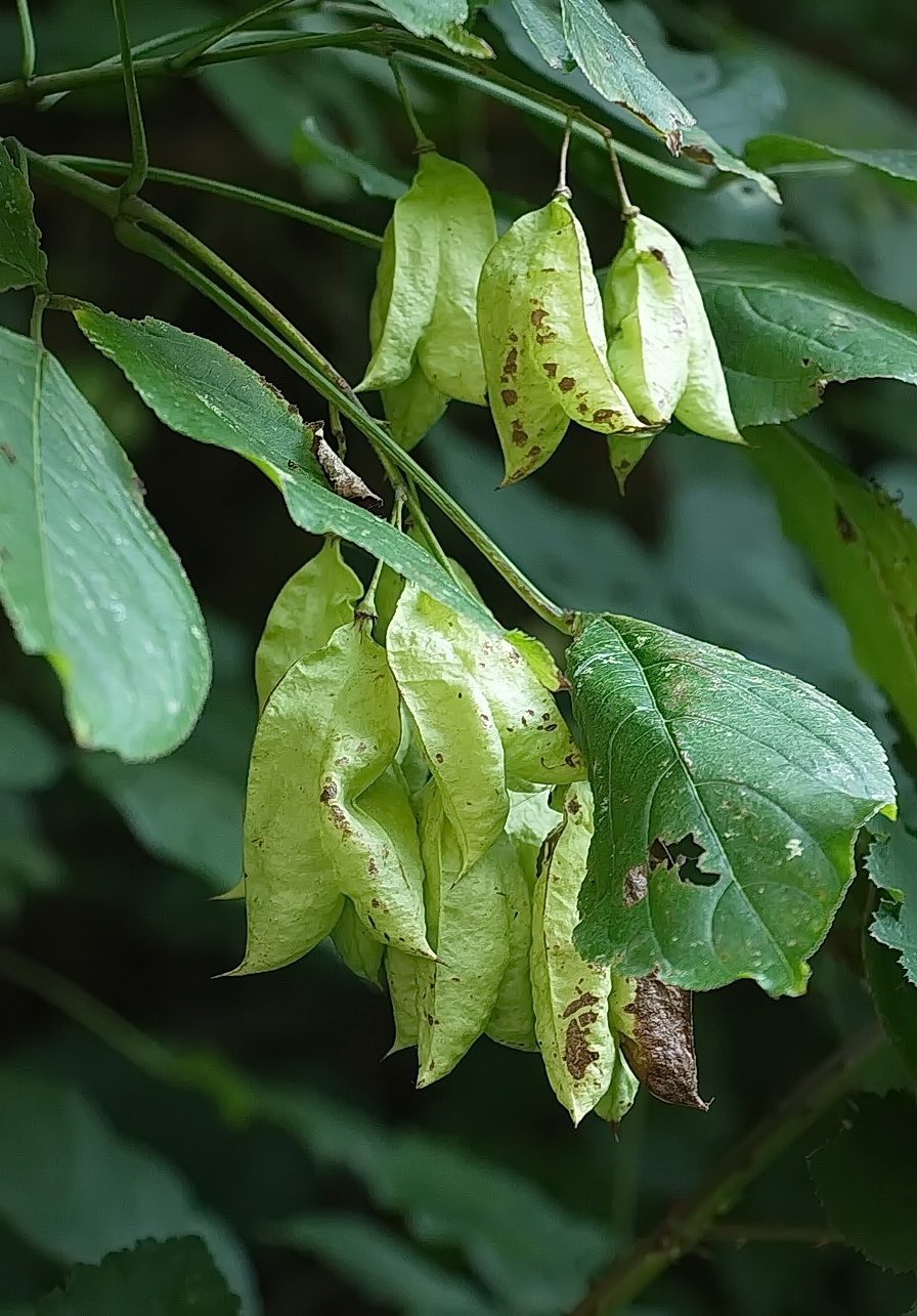 Image of Staphylea colchica specimen.