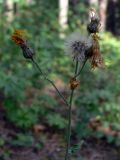 genus Hieracium. Верхушка растения с соплодиями. Свердловская обл., окр. г. Североуральск, сосняк на известняках. 23.07.2008.