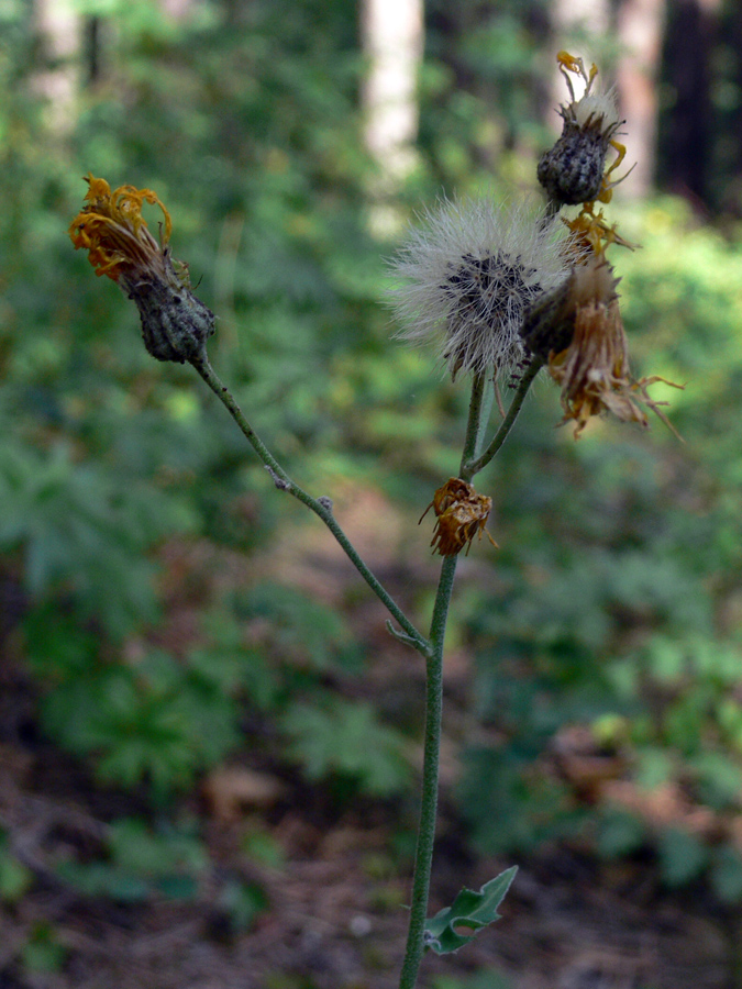 Изображение особи род Hieracium.