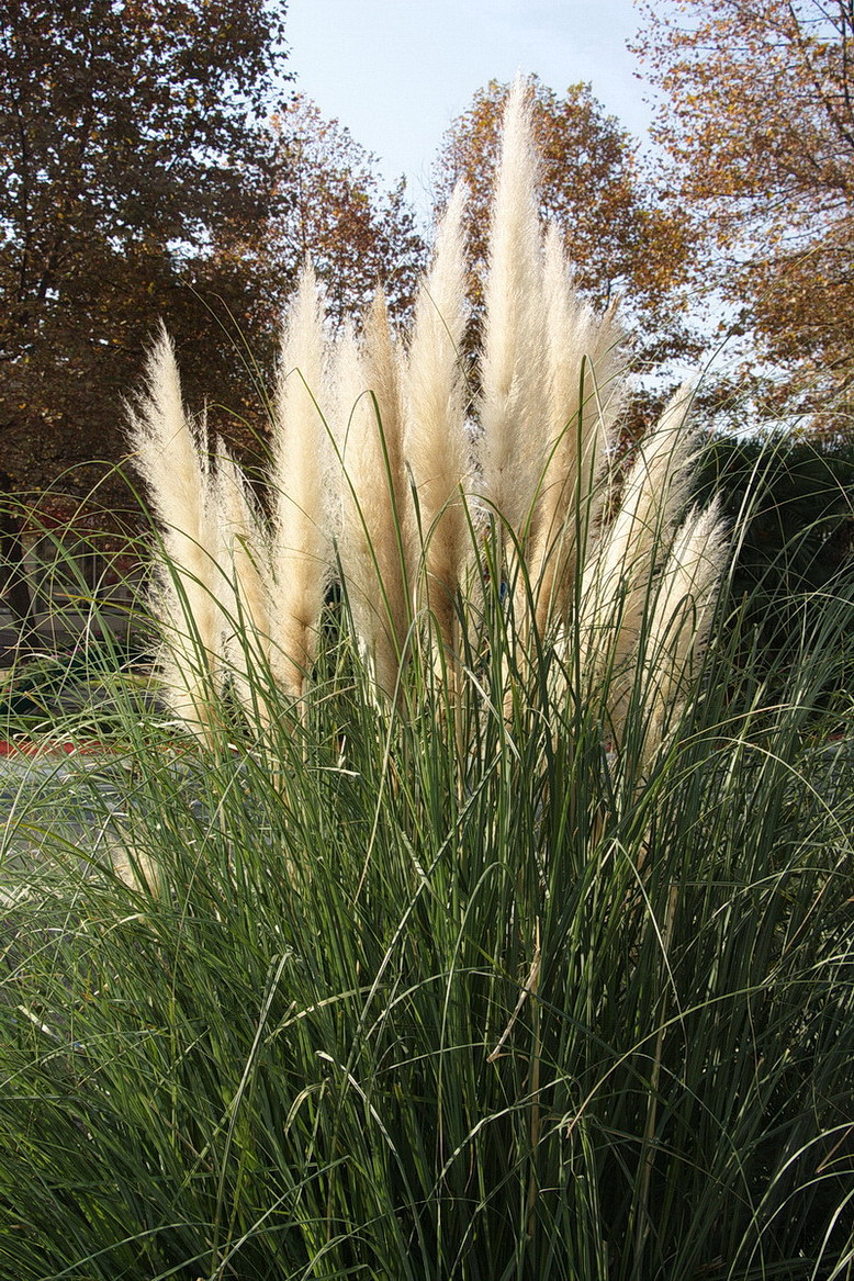 Изображение особи Cortaderia selloana.