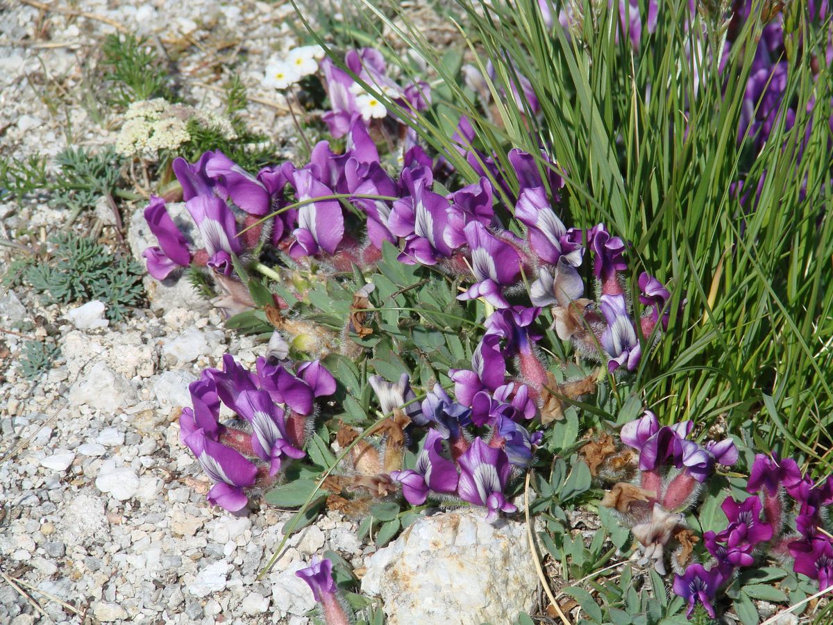 Изображение особи Oxytropis triphylla.