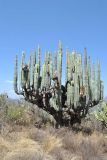 Pachycereus marginatus