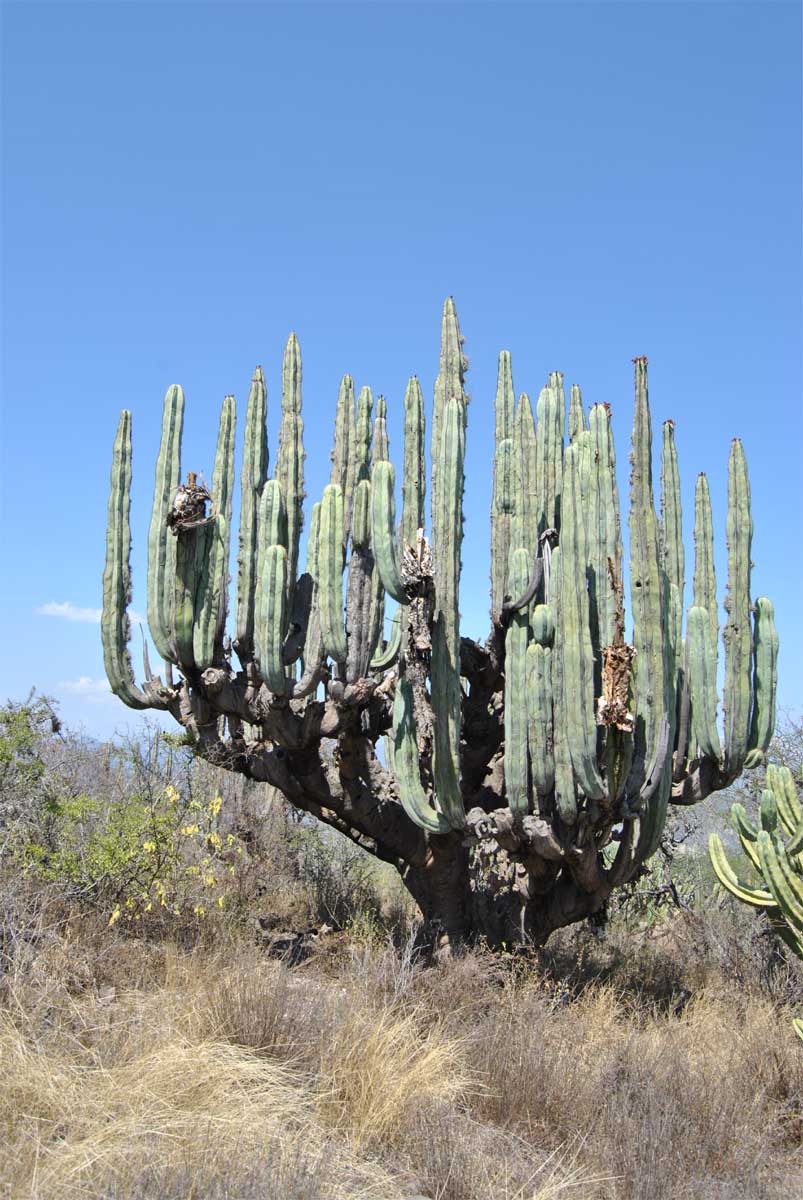 Изображение особи Pachycereus marginatus.