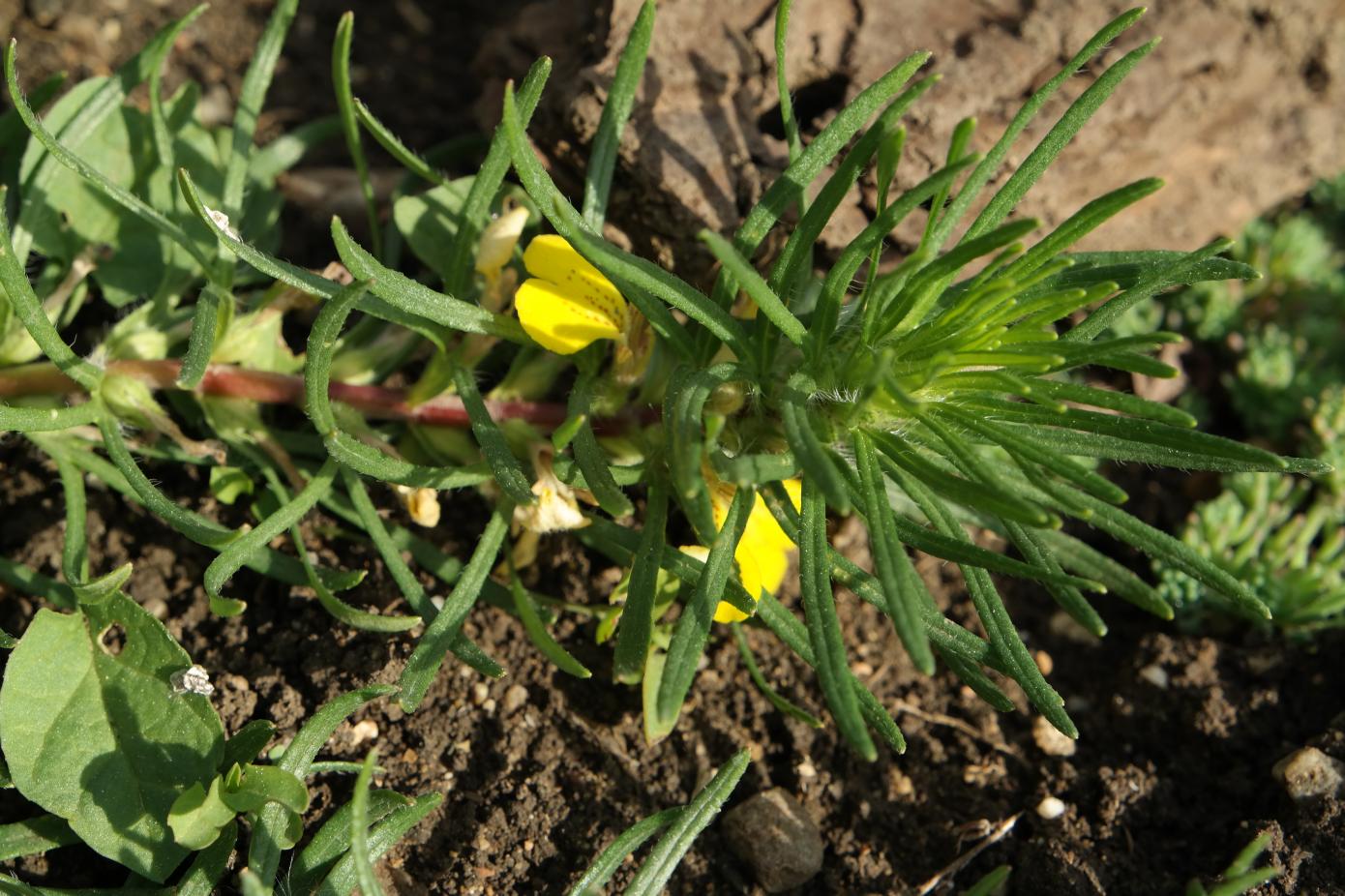 Image of Ajuga glabra specimen.