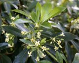 Pittosporum