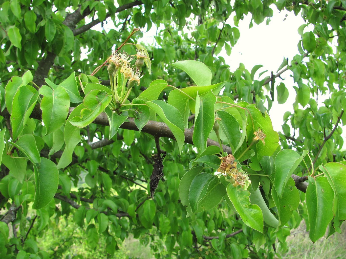 Изображение особи Pyrus caucasica.