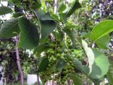 Смотреть изображение Padus virginiana
