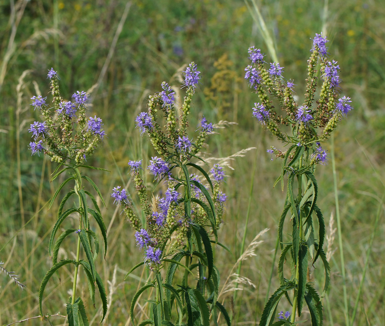 Изображение особи Veronica longifolia.