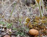 genus Draba. Зацветающие растения (справа - экскремент зайца). Якутия, Мирнинский р-н, левый берег р. Вилюй, в р-не Светлинской ГЭС. 20.05.2009.