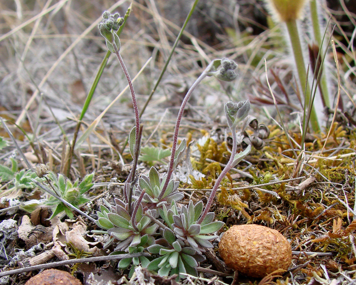 Image of genus Draba specimen.