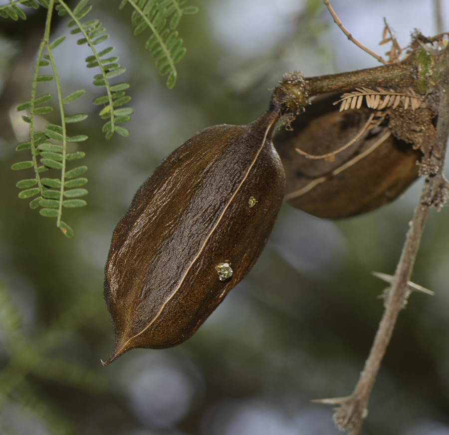 Image of Vachellia farnesiana specimen.