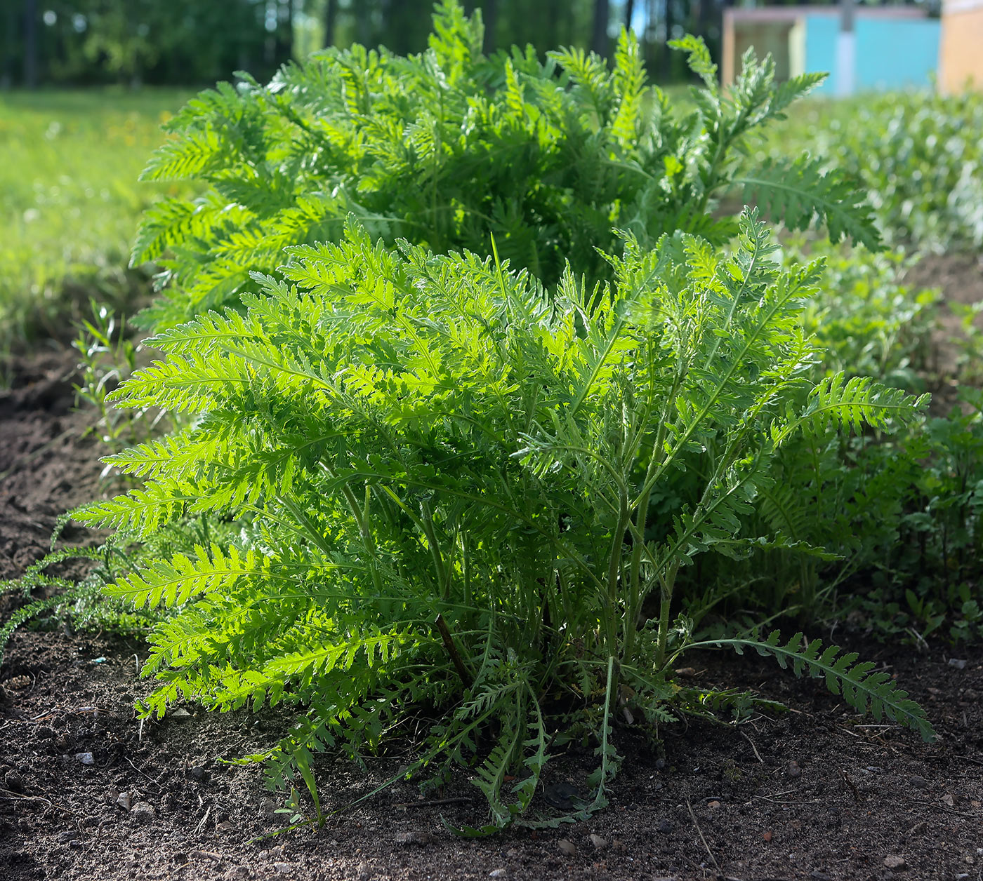 Image of Achillea filipendulina specimen.
