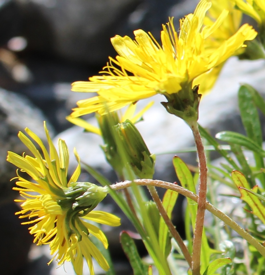 Image of genus Taraxacum specimen.