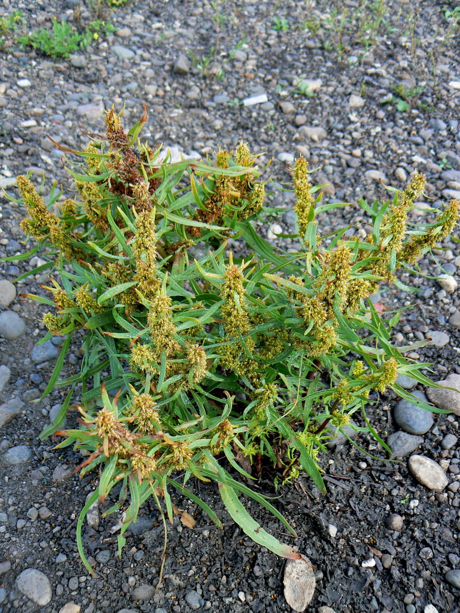 Изображение особи Rumex maritimus.