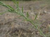 Centaurea scripczinskyi