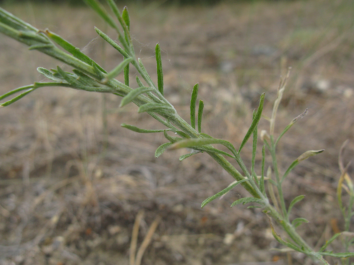 Image of Centaurea scripczinskyi specimen.