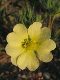 Potentilla recta. Цветок. Крым, Севастополь, бух. Казачья, степь. 28 мая 2010 г.